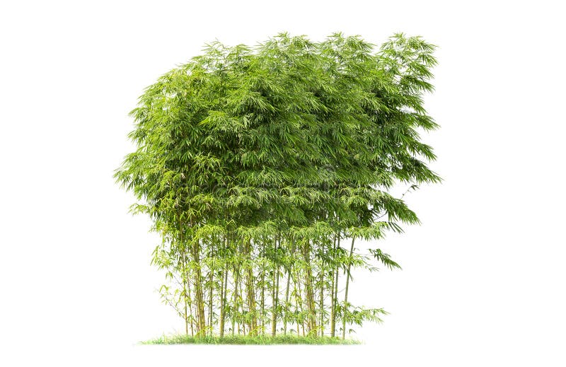 Bambù. Albero isolato su sfondo bianco fotografie stock