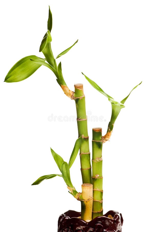Bambù della fortuna isolato fotografia stock libera da diritti
