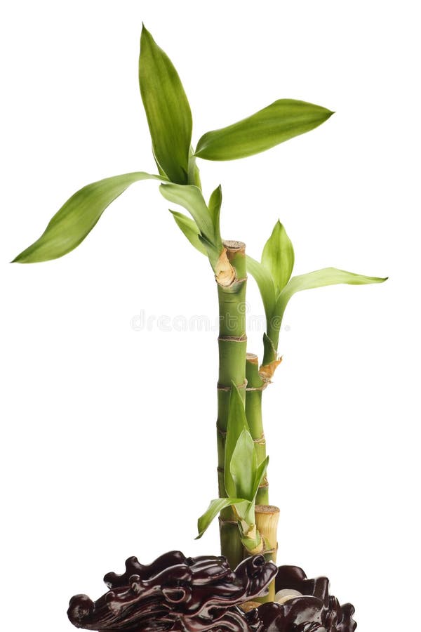 Bambù della fortuna isolato fotografia stock libera da diritti