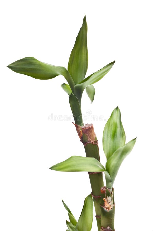 Bambù della fortuna isolato fotografia stock libera da diritti