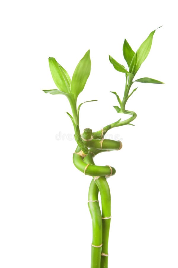 Bambù isolato fotografia stock