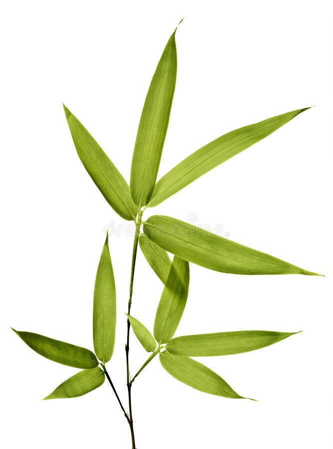 Bambù Isolato immagini stock libere da diritti