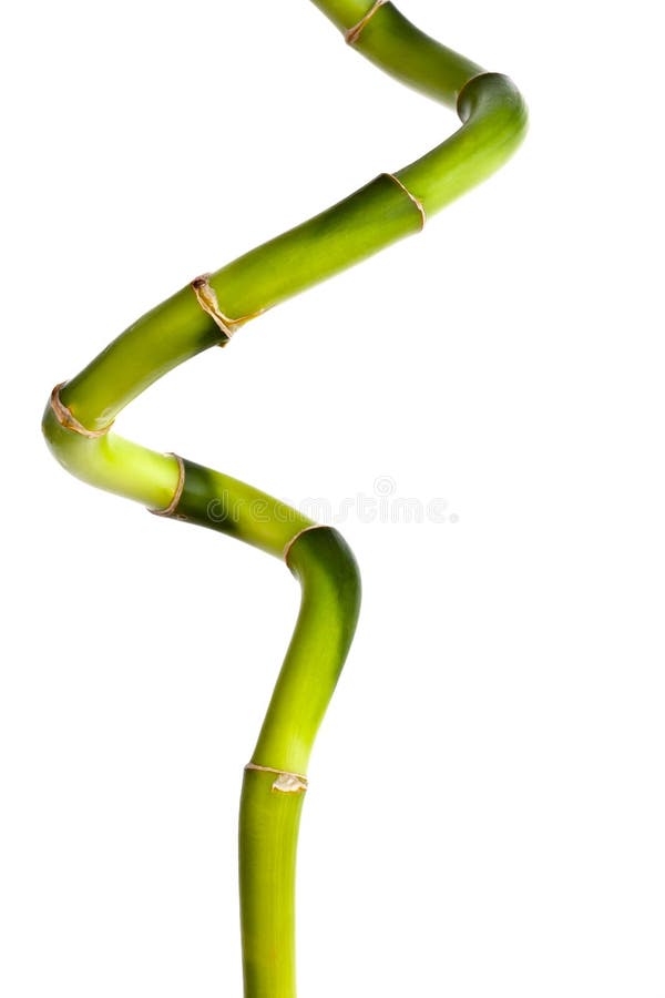 Bambù, isolato fotografia stock