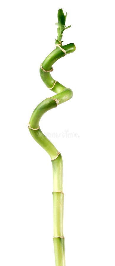 Bambù isolato fotografia stock