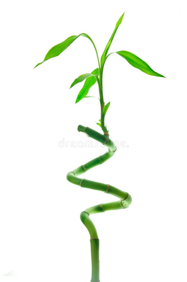 Bambù isolato immagine stock libera da diritti