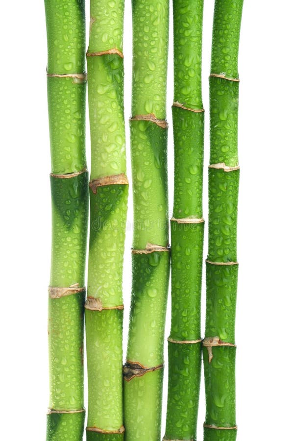 Bambù isolato fotografie stock