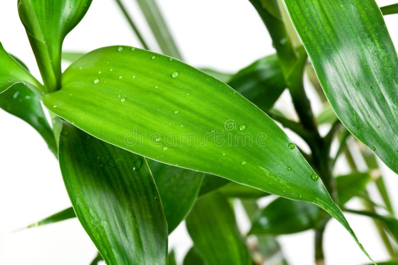 Bambù, isolato su bianco fotografia stock libera da diritti