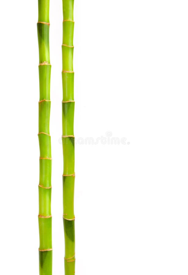 Bambù isolato su sfondo bianco immagine stock