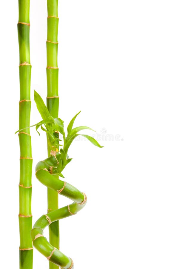Bambù isolato su sfondo bianco fotografia stock
