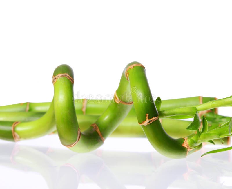 Bambù isolato su bianco immagini stock libere da diritti