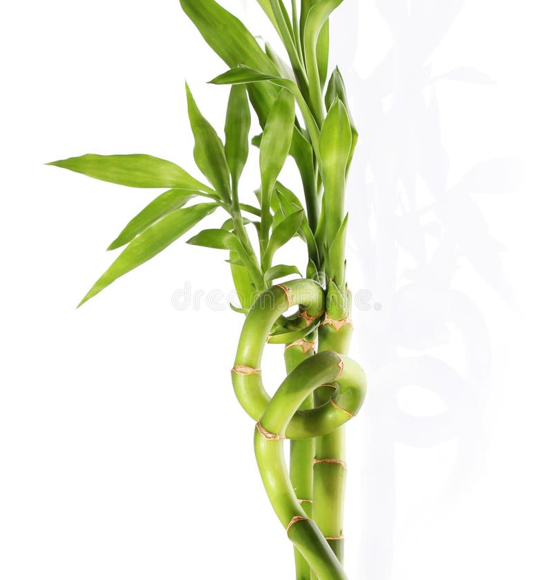 Bambù isolato su sfondo bianco fotografie stock