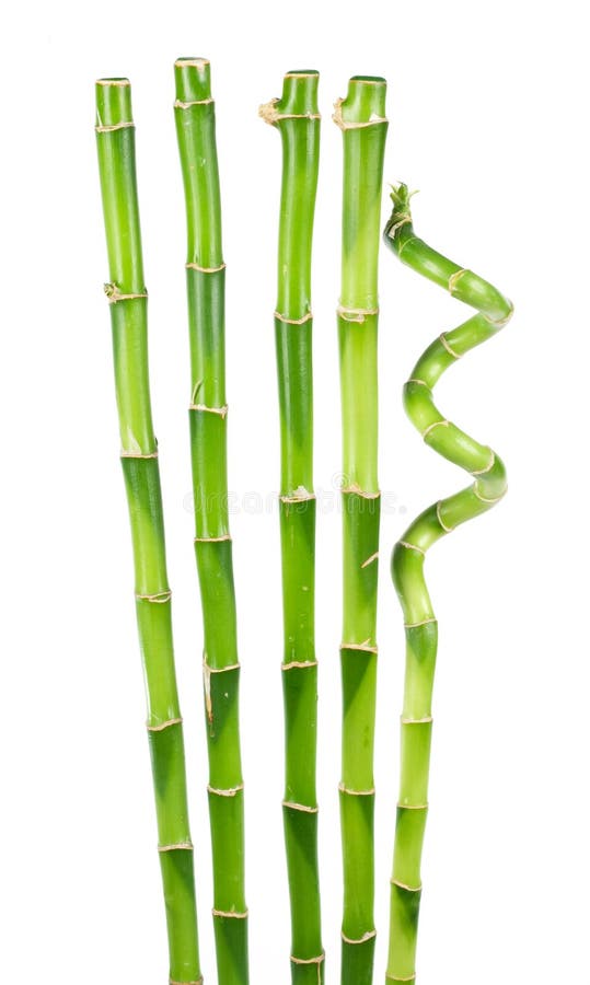 Bambù isolato su sfondo bianco fotografia stock