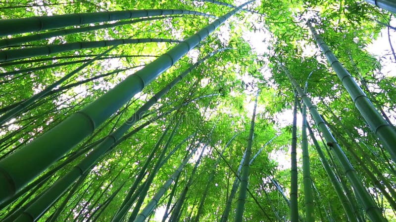 Bambù più forrest