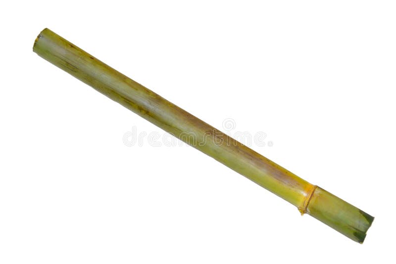 Bambù verde isolato su fondo bianco immagini stock