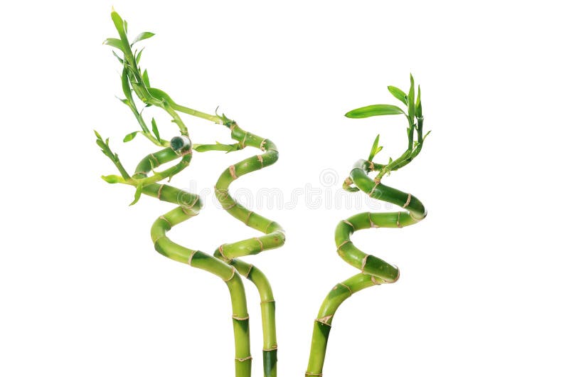 Bambù verde isolato su sfondo bianco immagini stock libere da diritti