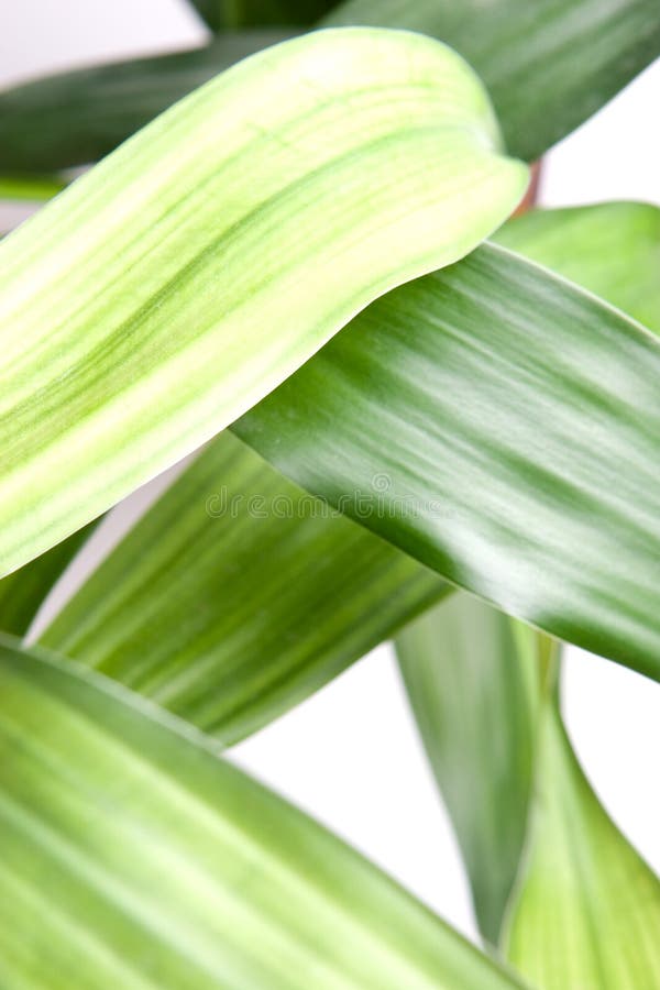 Bambú foto de archivo