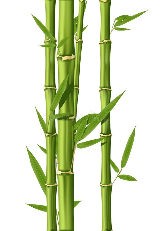 Green Bamboo stems isolated on the white background. Green Bamboo stems isolated on the white background