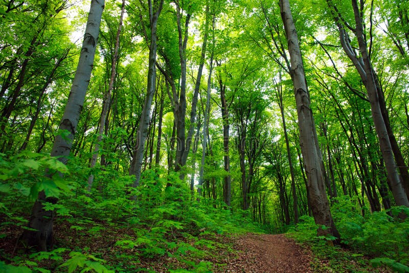 Bana i den gröna lövskogen, naturbakgrund arkivfoto Bana i den gröna lövskogen, naturbakgrund arkivfoto