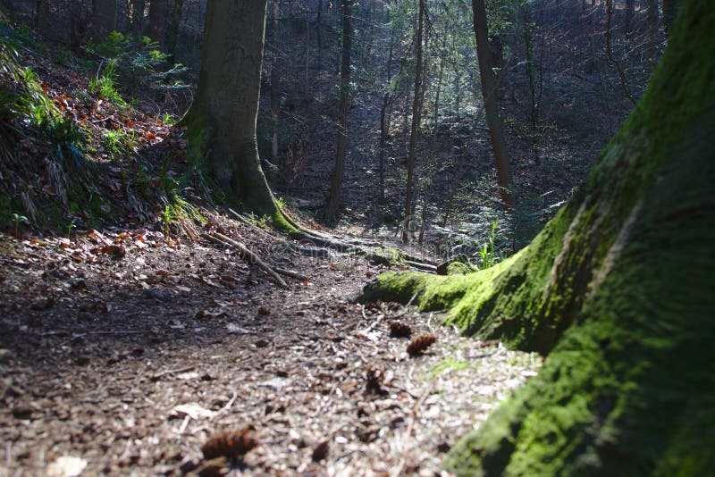 Bana i skogarna nära Freiburg im Breisgau, Tyskland arkivfoto Bana i skogarna nära Freiburg im Breisgau, Tyskland arkivfoto