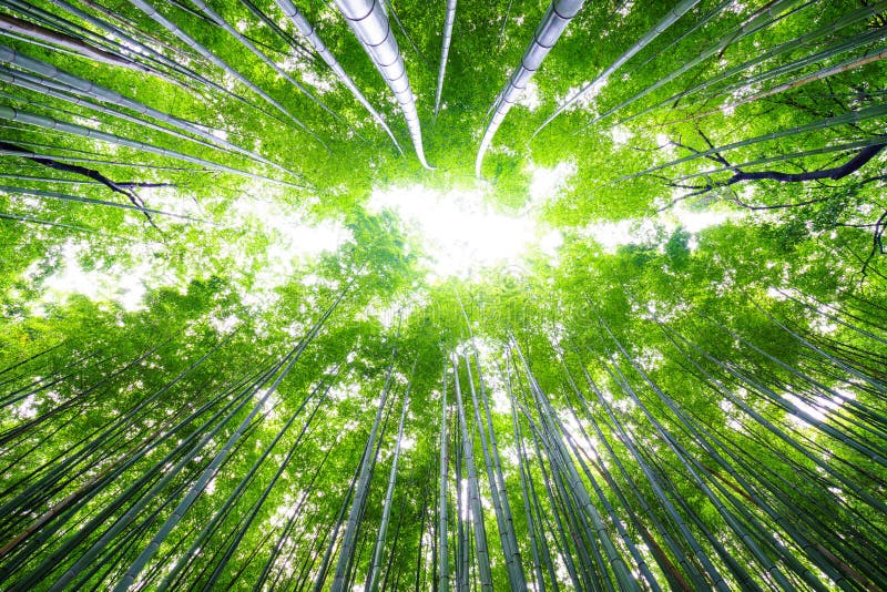 Bana till bambuskogen, Arashiyama, Kyoto, Japan royaltyfria bilder