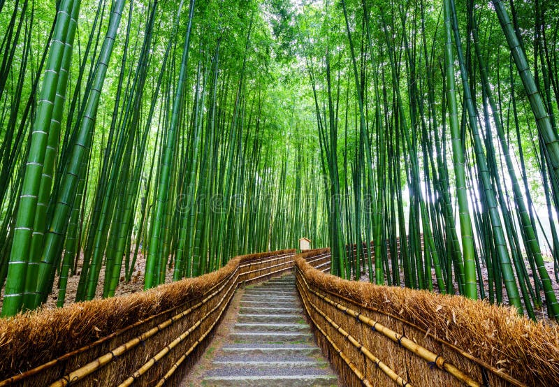 Bana till bambuskogen, Arashiyama, Kyoto, Japan fotografering för bildbyråer