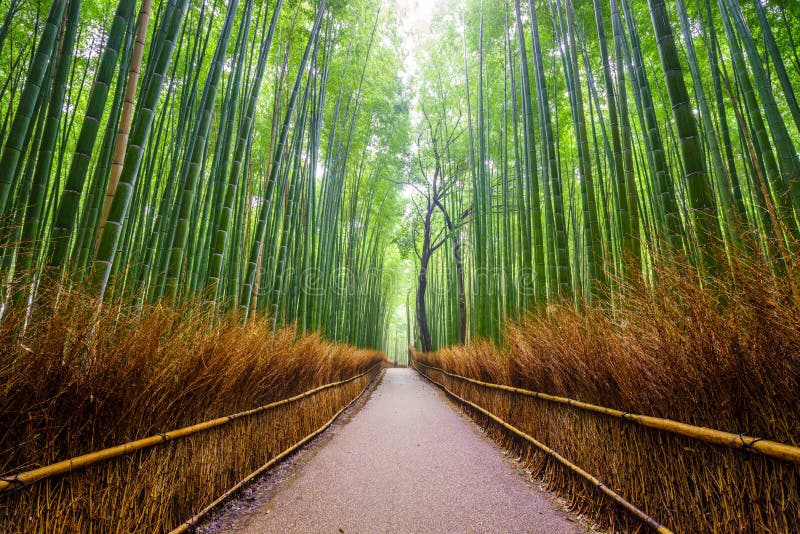 Bana till bambuskogen, Arashiyama, Kyoto, Japan arkivbilder
