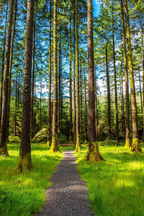 Bana till och med skog med höga träd royaltyfri fotografi Bana till och med skog med höga träd royaltyfri fotografi