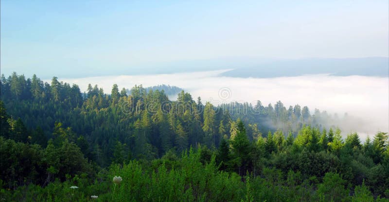 Bana till och med skogen, redwoodträdmedborgaren & delstatsparkarna, Kalifornien arkivfoto Bana till och med skogen, redwoodträdmedborgaren & delstatsparkarna, Kalifornien arkivfoto
