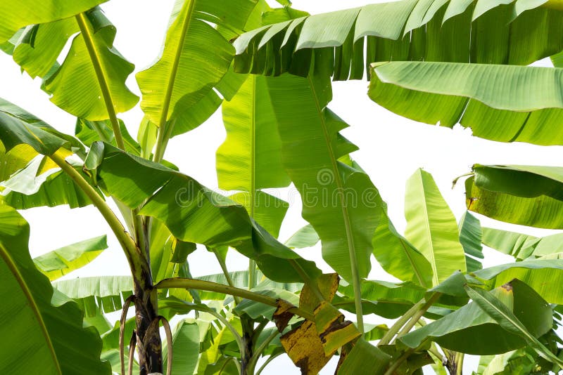 Banaanbladeren in tropische tuin royalty-vrije stock afbeeldingen Banaanbladeren in tropische tuin royalty-vrije stock afbeeldingen