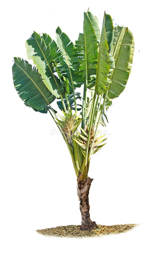 Banaaninstallatie op wit wordt geïsoleerd dat stock foto Banaaninstallatie op wit wordt geïsoleerd dat stock foto