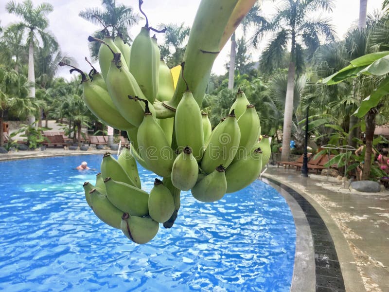 Banan över pölen royaltyfri bild Banan över pölen royaltyfri bild