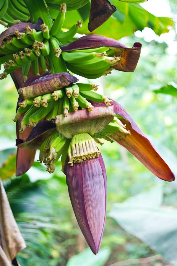 Banana blossom stock image. Image of detail, bruise, tasty 26590649