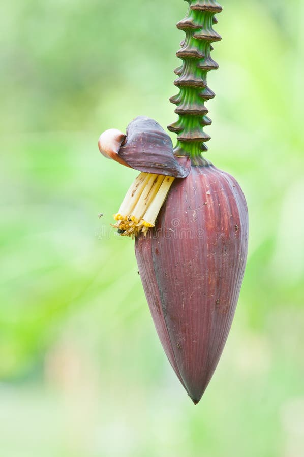 Banana blossom stock photo. Image of floral, edible, fruit 29143006