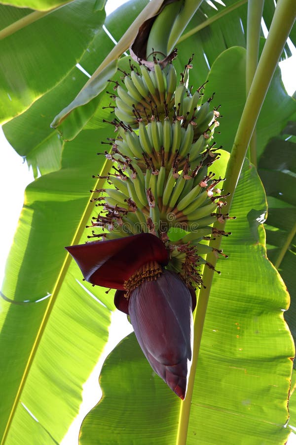 Banana blossom stock image. Image of organic, growing 99152281