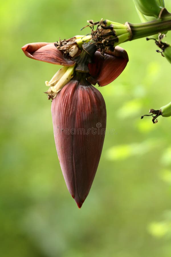 Banana Blossom and Fruits on a Banana Tree Stock Photo Image of trees