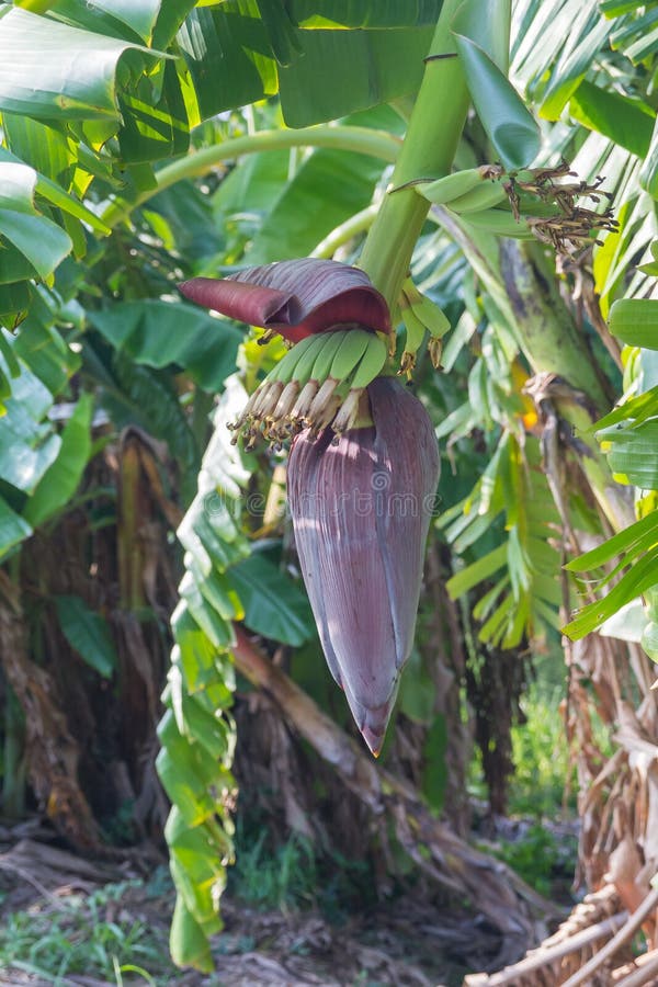 Banana blossom stock image. Image of bloom, blossom, banana 74842477