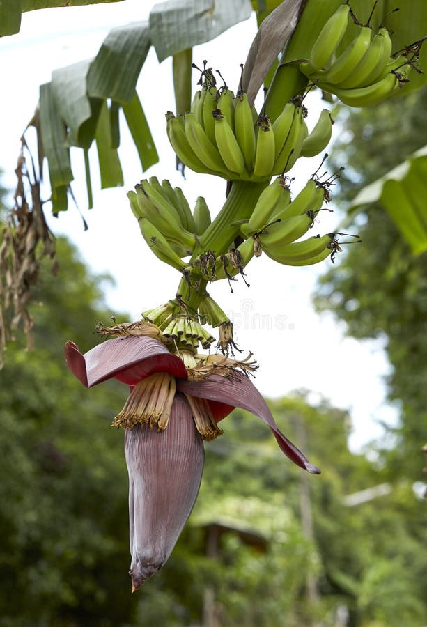 Banana blossom stock photo. Image of branch, blossom 80418404