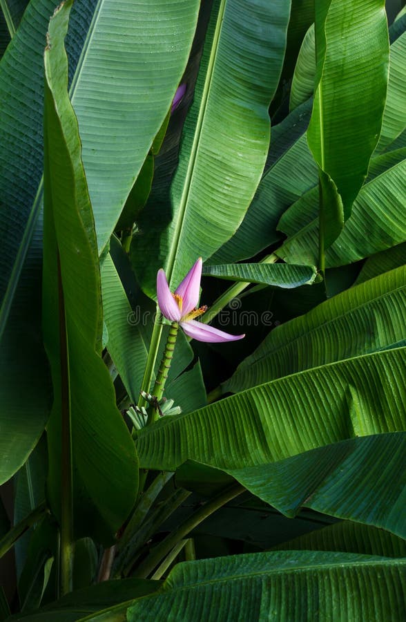Banana Blossom and Green Leaves Stock Photo Image of food, vegetable