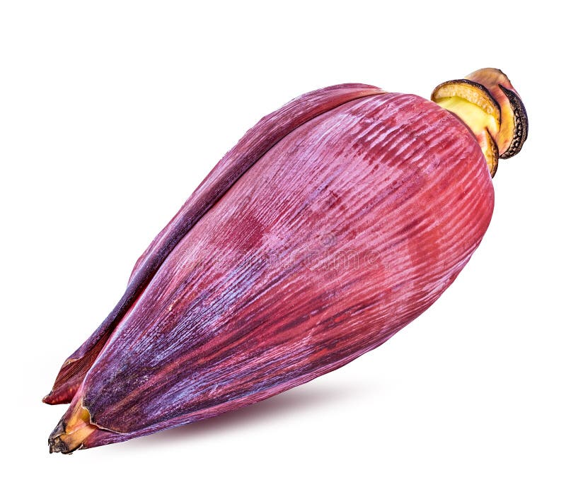 Banana blossom isolated stock image. Image of organic 102348605