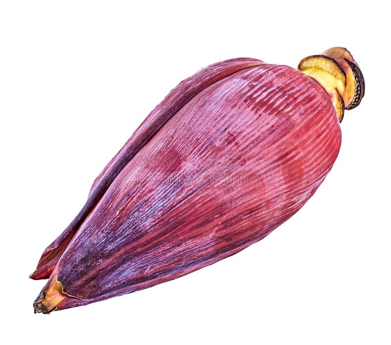 Banana blossom isolated stock image. Image of organic 102348605