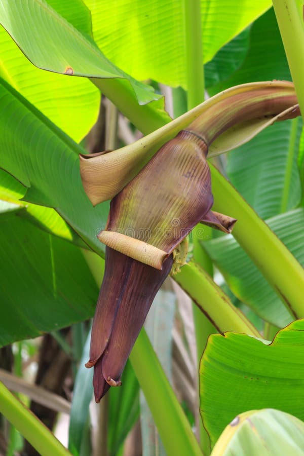 Banana blossom stock photo. Image of forest, diet, nature 43389558