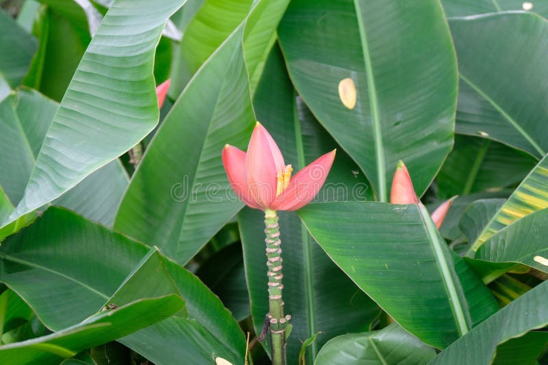 Banana Blossom on Banana Tree Stock Image Image of garden, lush