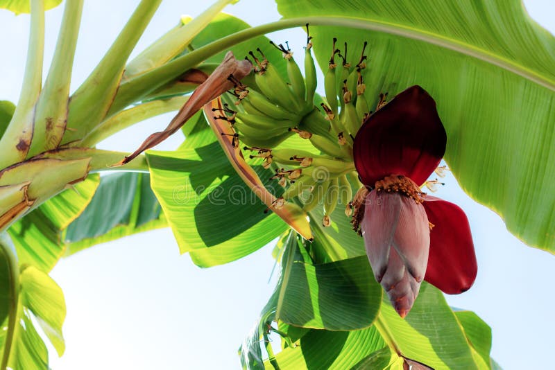 Banana blossom on tree. stock photo. Image of floral 119237146
