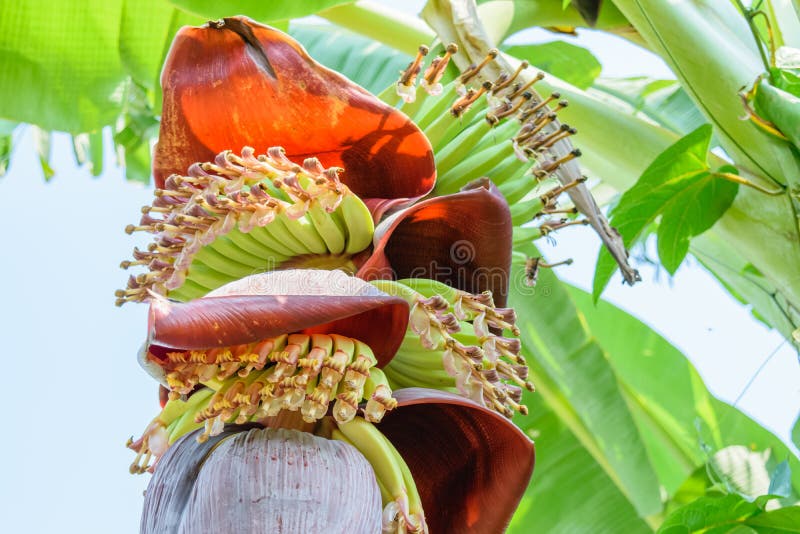 Banana blossom on tree stock image. Image of crop, pink 88555903
