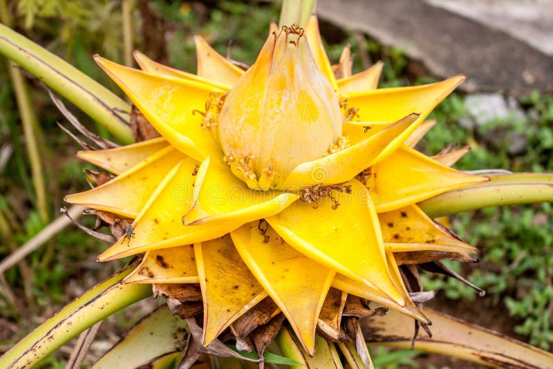2,576 Banana Leaves Blossom Stock Photos Free & RoyaltyFree Stock