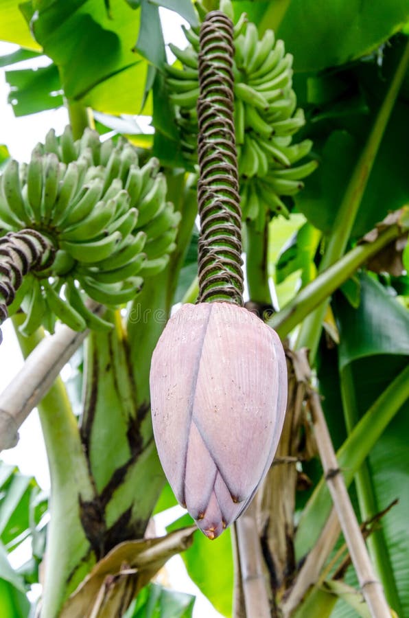 Banana Bud or Banana Blossom on Tree Stock Photo Image of natural, banana 45097372