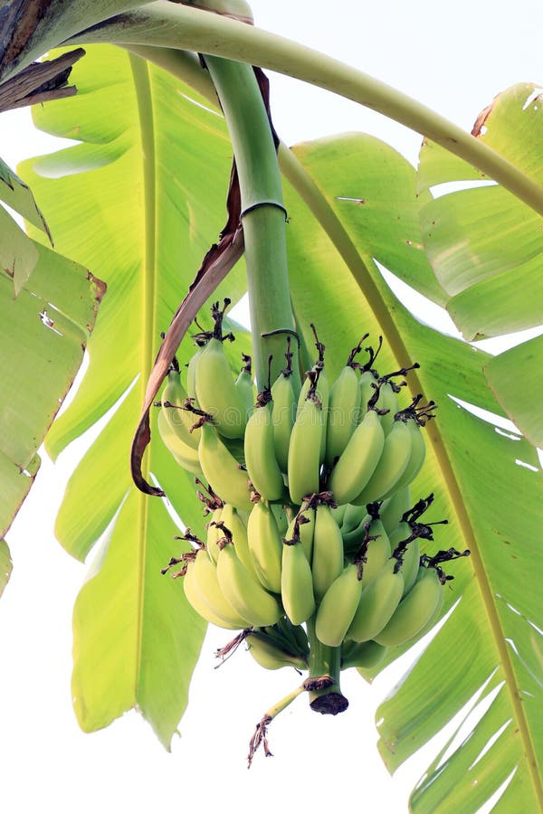 Banana Plantation, Small Banana Growing in Farm, Banana Tree Plantation