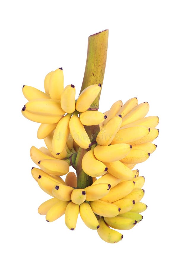 Banana Bunch Cluster Stock Image Image Of Cluster Grow 36602567