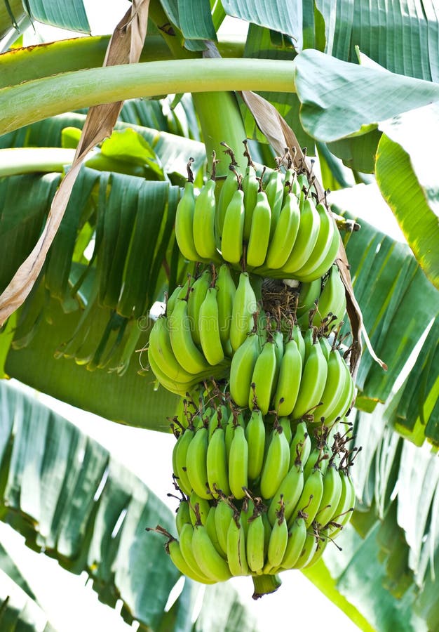  Banana Bunch On Tree In The Garden Stock Image - Image of 