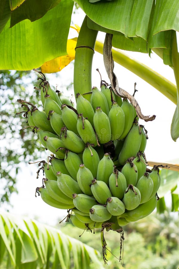 Banana Bundle stock image. Image of plants, process, thailand 56331001